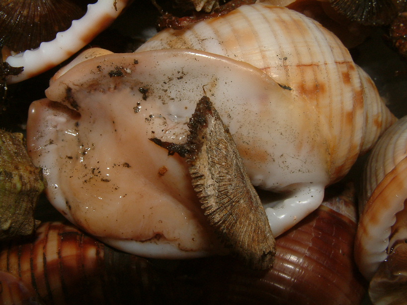 Phalium granulatum vivo